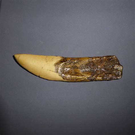 giganotosaurus tooth for sale.